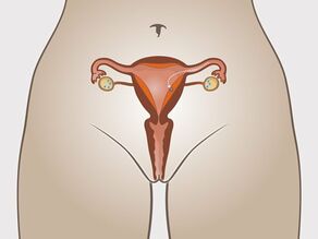 Implantation de l’ovule fécondé dans la muqueuse de l’utérus