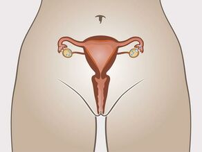 Ovulación: un óvulo maduro abandona el ovario. 
