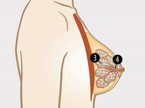 De indre delene i brystet er: 3. melkekjertler og 4. melkekanaler