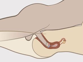 Pamje e hollësishme e penisit brenda vaginës i parë nga brenda. Sperma po del nga penisi dhe po hyn në mitër.