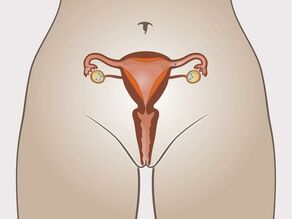 3. Яйцепроводът пренася яйцеклетката до матката. Лигавицата на матката набъбва.