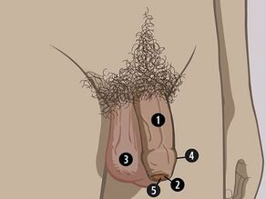 Los órganos sexuales visibles del hombre son: 1. pene, 2. glande, 3. escroto. Alrededor del glande: 4. prepucio, dentro: 5. meato urinario.