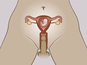 Détails des organes sexuels internes d’une femme enceinte. Le fœtus se trouve à l’intérieur de l’utérus. Le pénis pénètre le vagin et ne peut pas atteindre le fœtus.