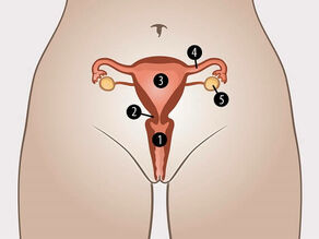 Organet seksuale të brendshme të gruas janë: 1. vagina, 2. qafa e mitrës, 3. mitra, 4. gypat e Falopit, 5. vezoret.