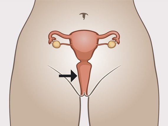 Woman's internal sexual organs with indication of the vagina